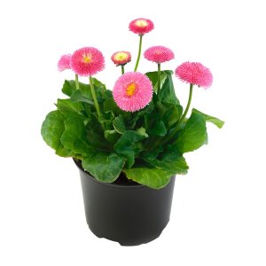 Bellis Bella Daisy Pink