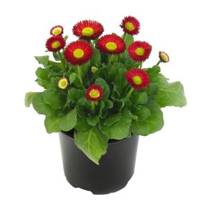 Bellis Bella Daisy Red