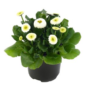 Bellis Bella Daisy White