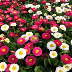 Bellis Bella Daisy Mix