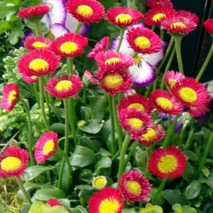 Bellis Galaxy Red