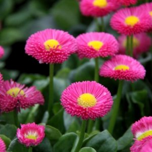 Bellis Galaxy Rose