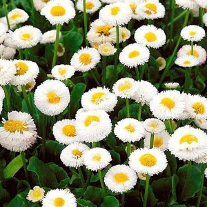 Bellis Galaxy White