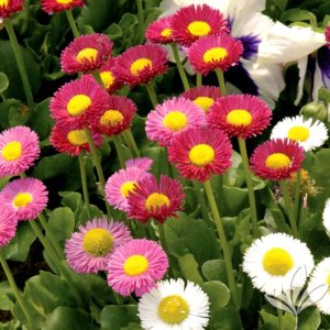 Bellis Galaxy Mix