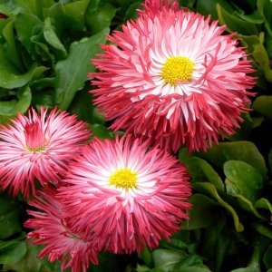 Bellis Habanera Red