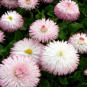 Bellis Habanera Rose