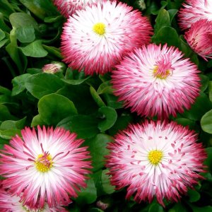 Bellis Habanera White Red Tips