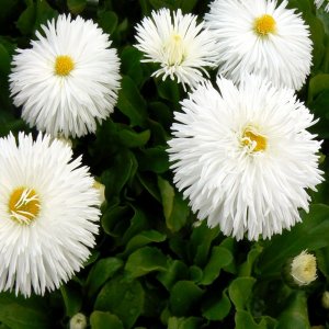 Bellis Habanera White