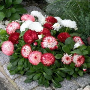 Bellis Habanera Mix