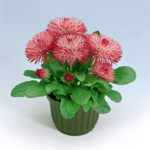 Bellis Roggli Rose