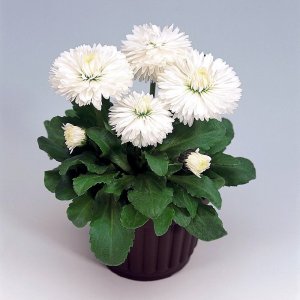 Bellis Roggli White