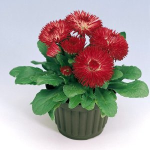 Bellis Roggli Red