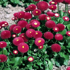 Bellis Tasso Deep Rose