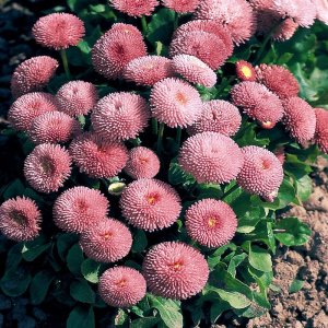 Bellis Tasso Pink