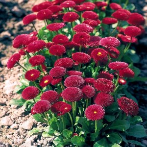 Bellis Tasso Red