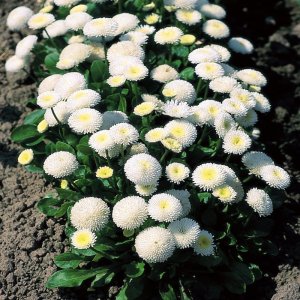 Bellis Tasso White