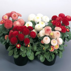 Bellis Tasso Mix