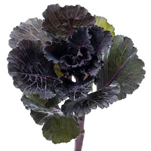 Brassica Black Leaf