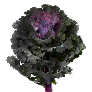 Brassica Black Angel