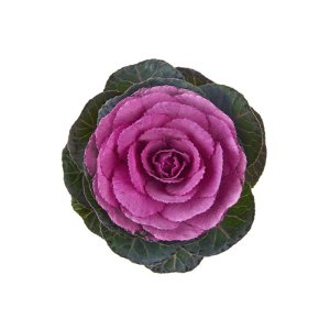 Brassica Condor Red