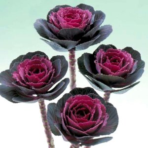 Brassica Crane Rose