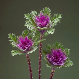 Brassica Crane Feather Queen