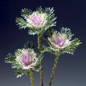 Brassica Crane Feather King