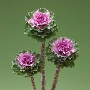 Brassica Crane Ruffle Rose