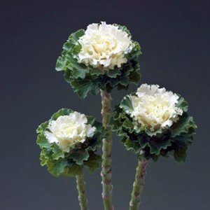 Brassica Crane Ruffle White