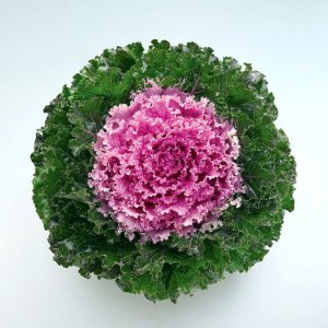 Brassica Crystal Pink