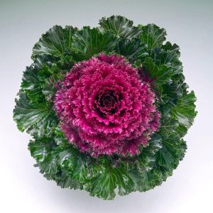 Brassica Crystal Red