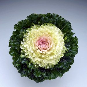 Brassica Crystal Snow