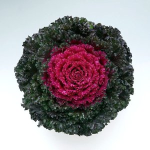 Brassica Crystal Deep Red