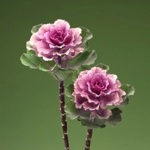 Brassica Flare Rose