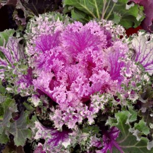 Brassica Kamome Pink