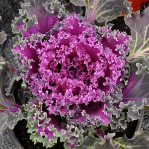 Brassica Kamome Red