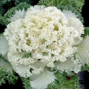 Brassica Kamome White