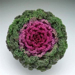 Brassica Kamome Bright Red