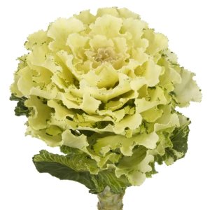 Brassica White Lady