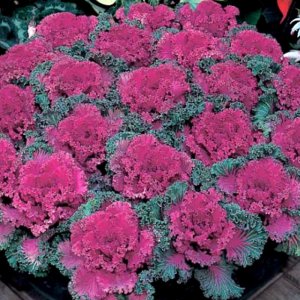 Brassica Nagoya Red