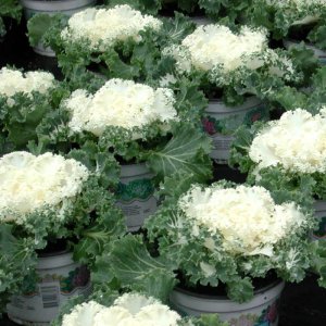 Brassica Nagoya White