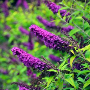 Buddleja Monarch Crown Jewels