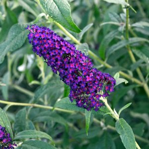 Buddleja Monarch Dark Dynasty