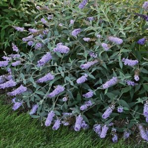 Buddleja Monarch Glass Slippers