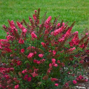 Buddleja Monarch Prince Charming