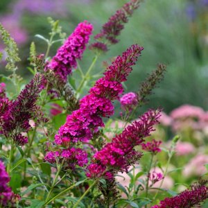 Buddleja Monarch Queen of Hearts