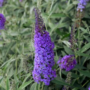 Buddleja Monarch Blue Knight