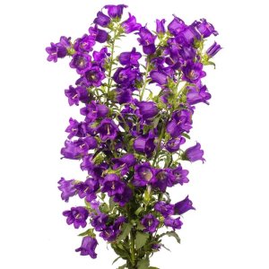 Campanula Big Ben Deep Blue