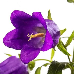 Campanula Big Ben Deep Blue 