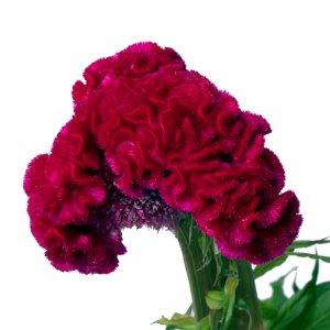 Celosia Captain Carmine